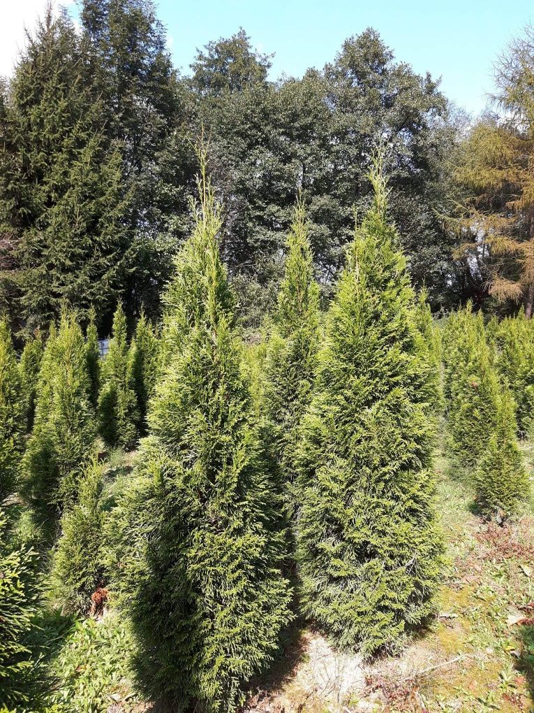 Tuja thuja tuje Szmaragd 150-170 cm