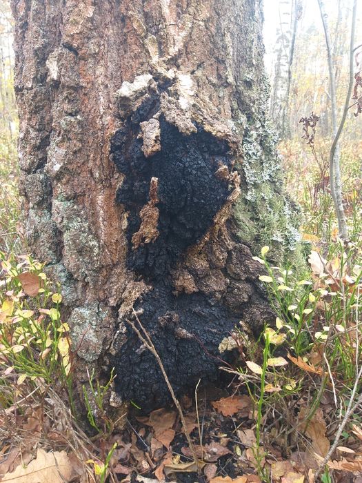 чага свіжо зібрана