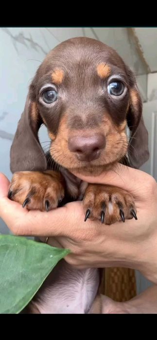 Teckel Fêmea  Chocolate Miniatura