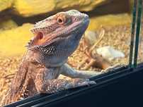Agama brodata 1r + terrarium