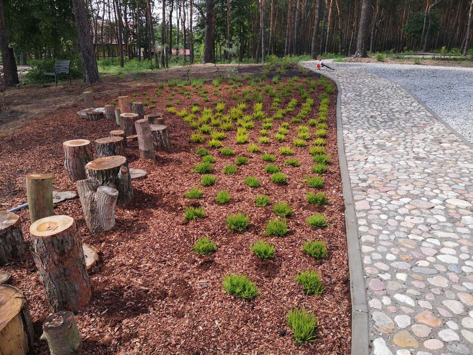 Drzewa, sadzenie drzew, nasadzenia zastępcze, klon, dąb, lipa, wiśnia