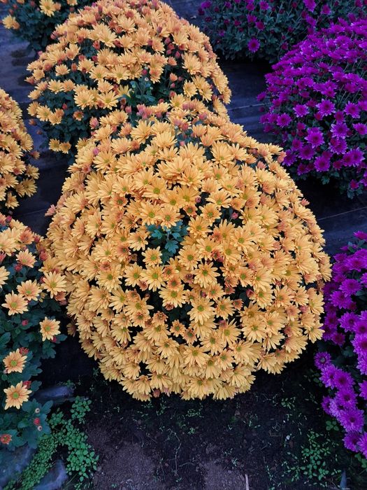 Chryzantemy drobnokwiatowe WYPRZEDAŻ