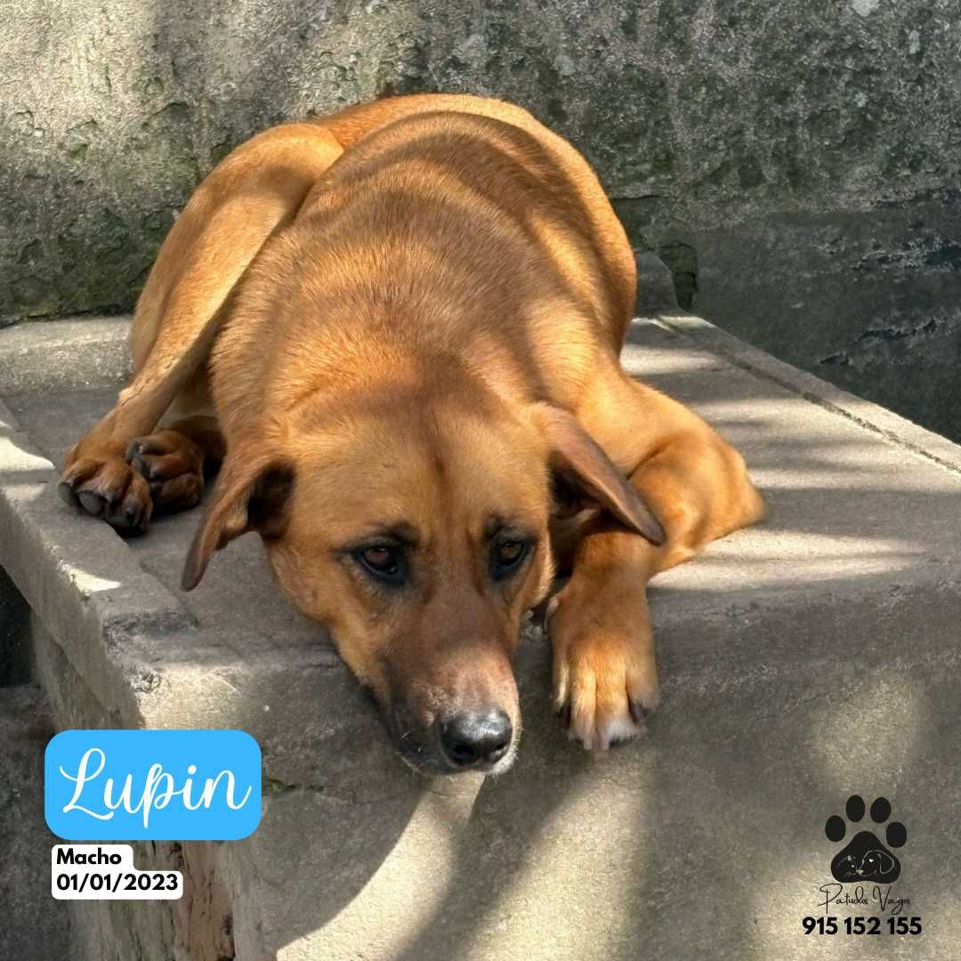 Lupin, O que adora sol