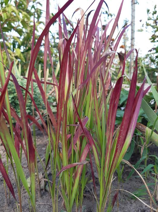 Продам декоративні трави