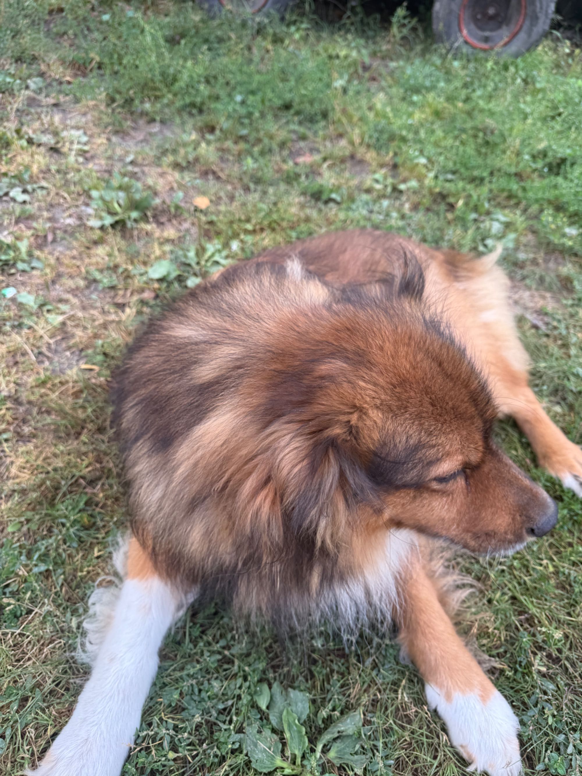 Szczeniaki po mamie amstaff