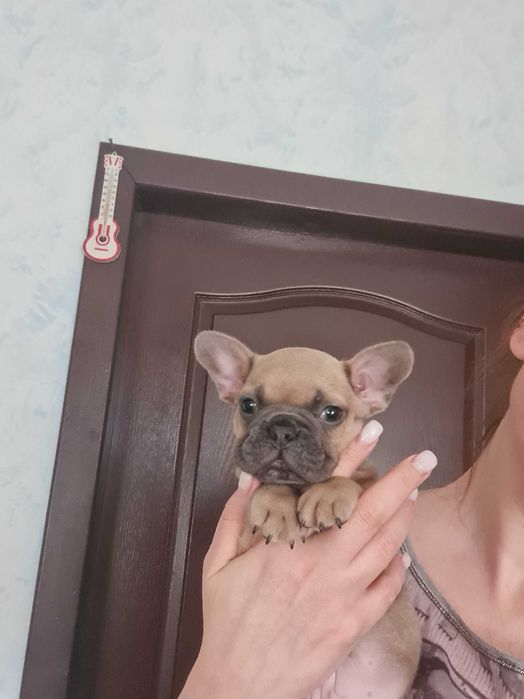 Французкий бульдог .Девочка