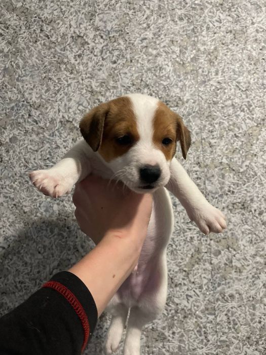 Продам Джек Рассел