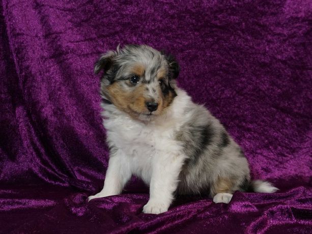 Owczarek szetlandzki, Sheltie, szczeniak PIESEK blue merle FCI