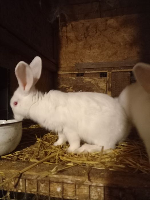 Продаю кролів породи термонська біла.