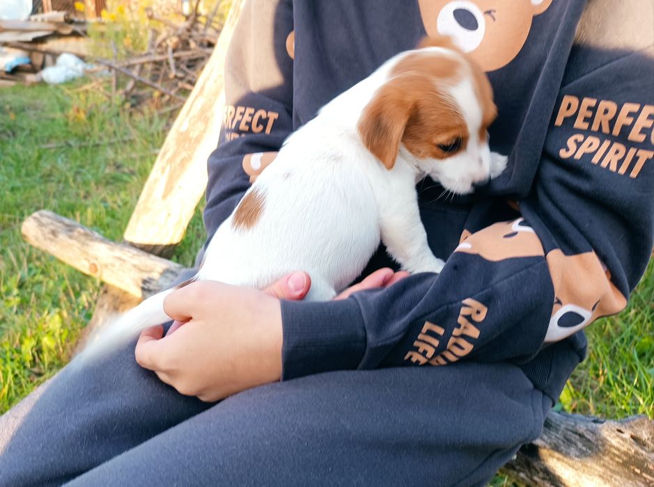 Jack Russell Terrier gładkowłosy ZKwP FCI