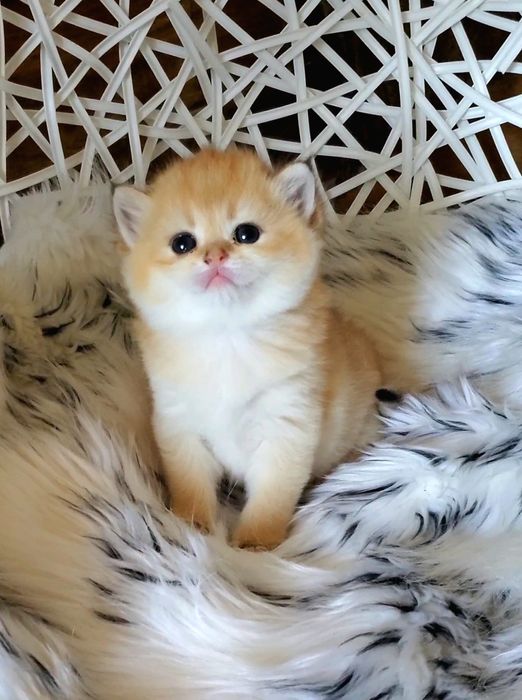 Ручные лапочки, котята золотая шиншилла