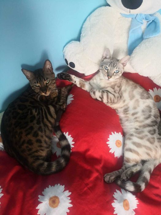 Koty rasowe bengalskie