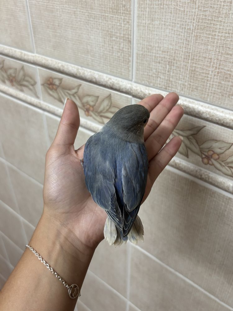 Agaporni domesticado