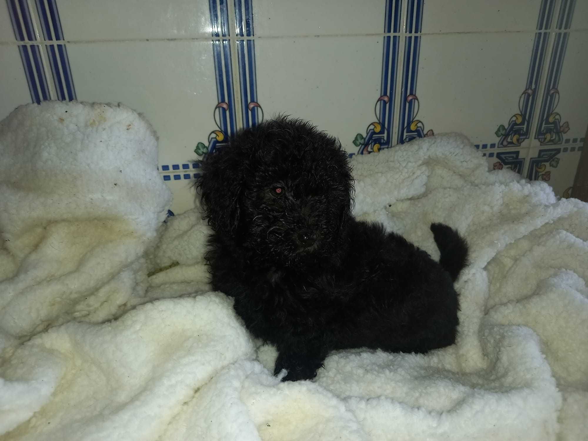 Magnífica femea Caniche Toy