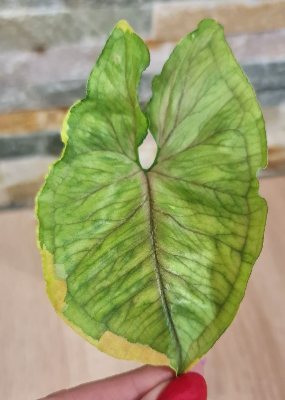 Syngonium Mango Allusion variegata