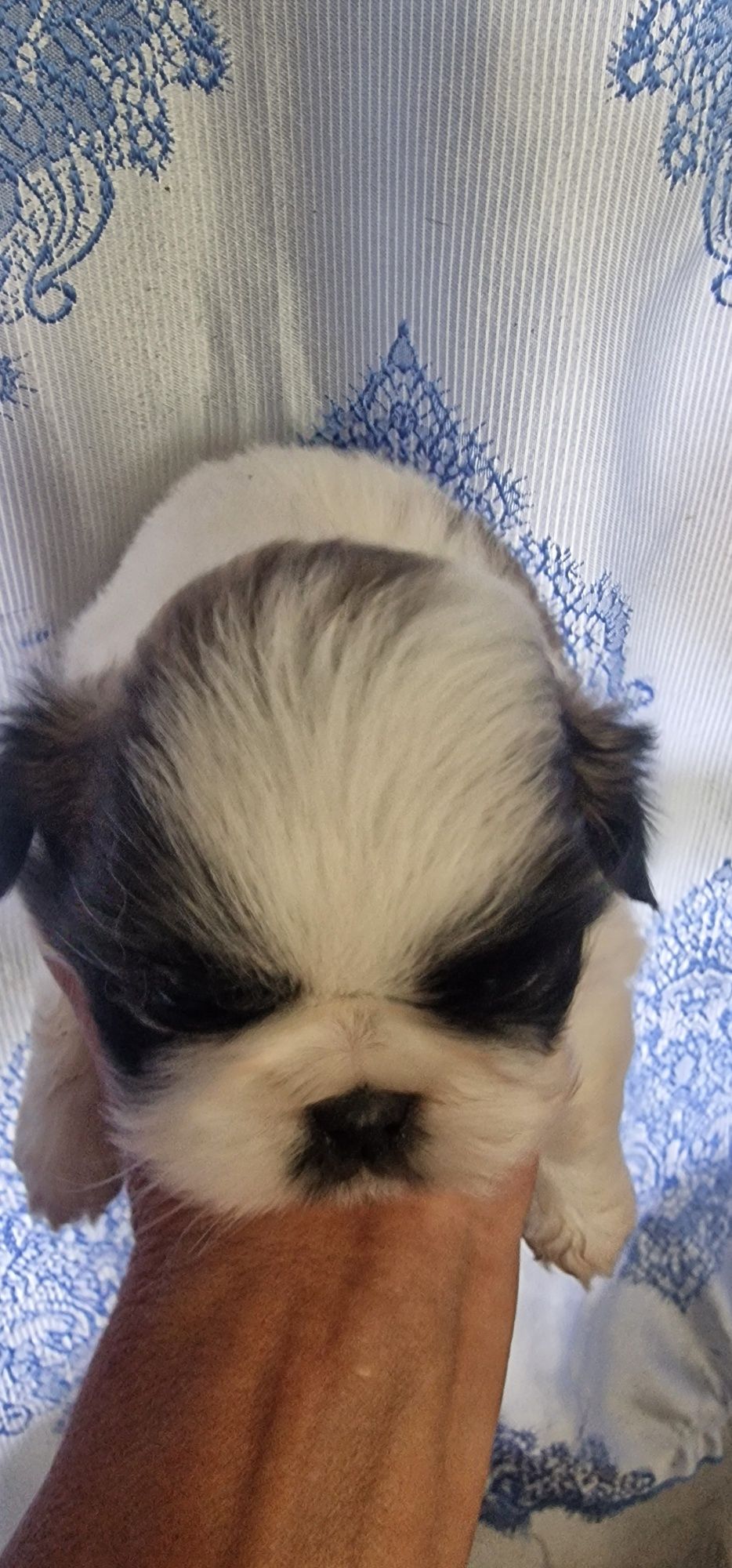 Magnifica  Menina pequines