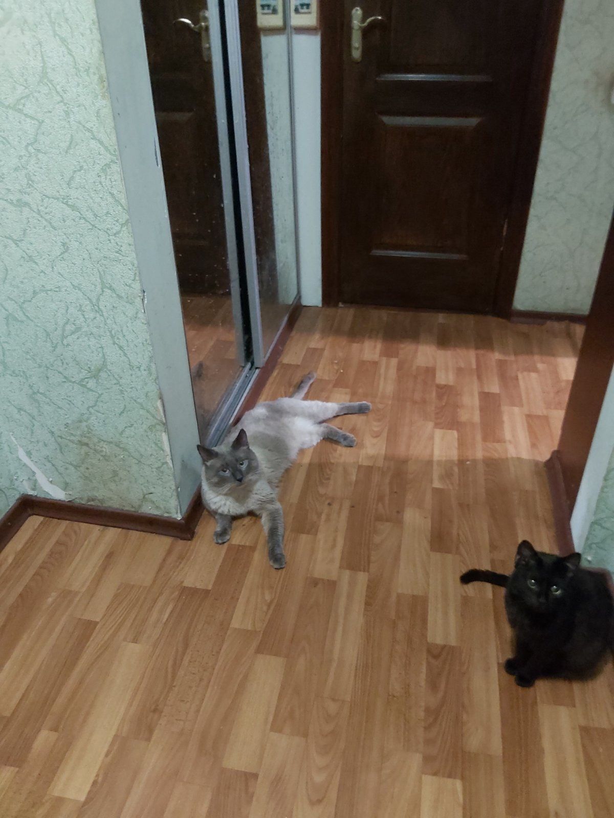 Два котика терміново в пошуках дому