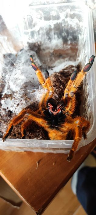Pterinochilus murinus,Chilobrachys fimbriatus,samice