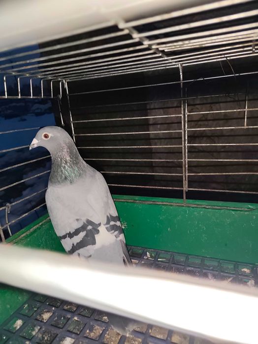 Gołębie pocztowe