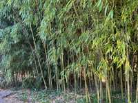 Canas de Bambu - grandes