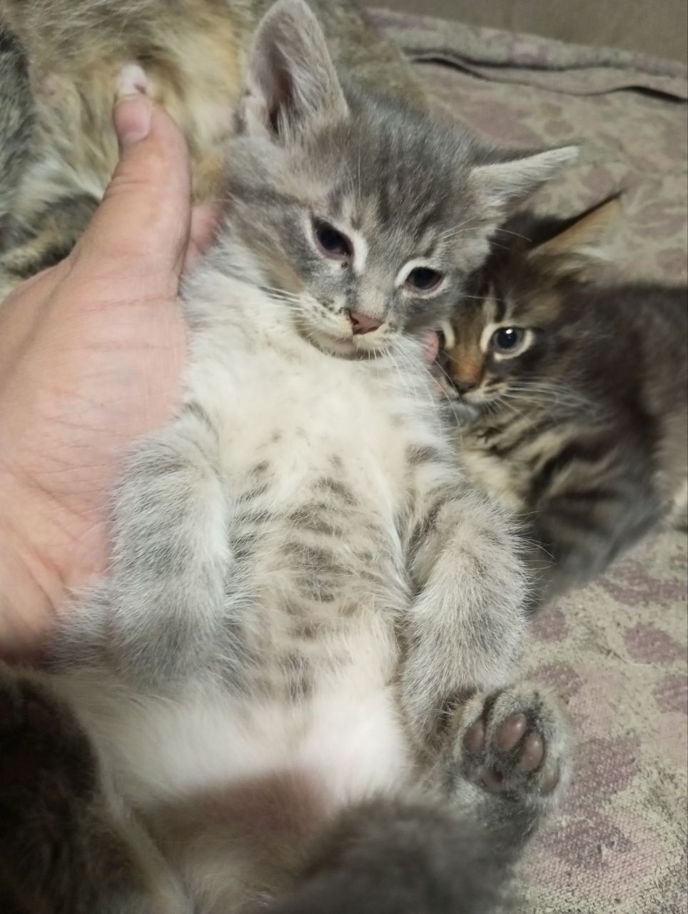 Кошенята від домашньої кішки