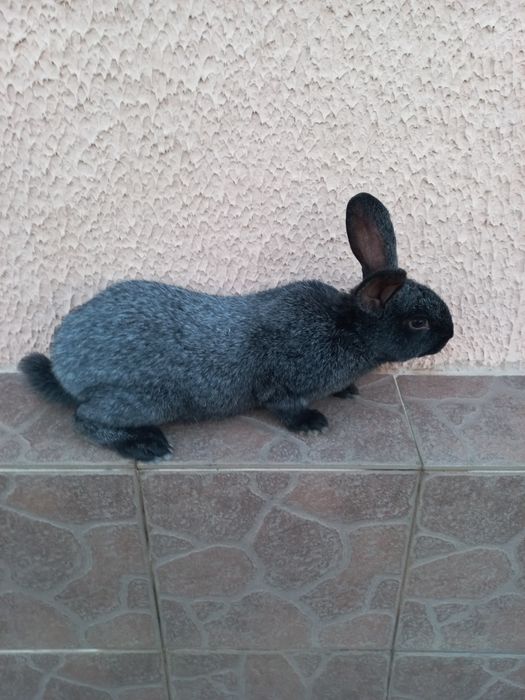 Кролики Каліфорнія, Французський баран, НЗЧ