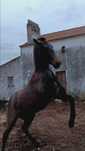 Poldro  cruzado de lusitano