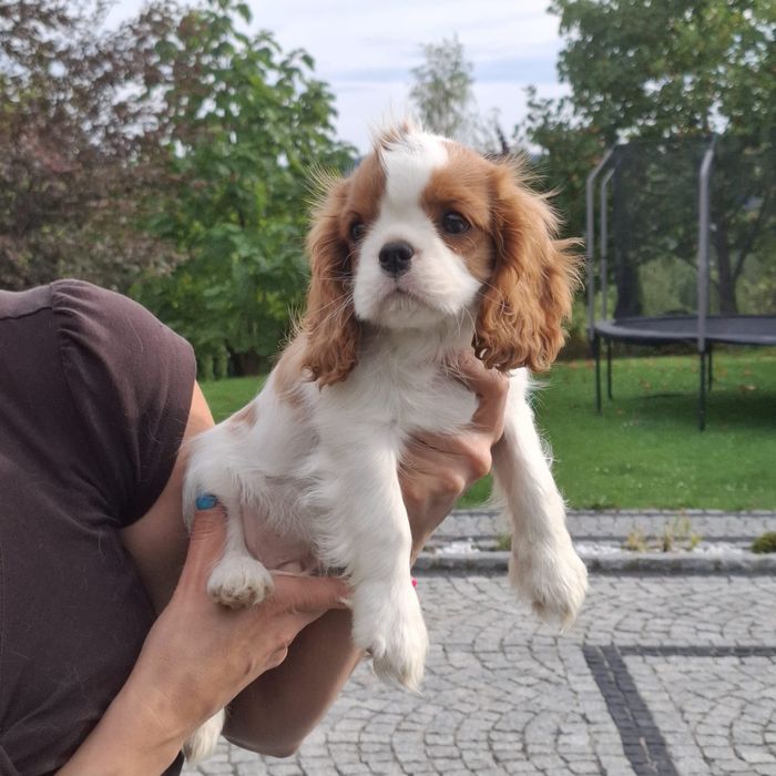 Piesek Cavalier King Charles Spaniel Związek Kynologiczny w Polsce FCI