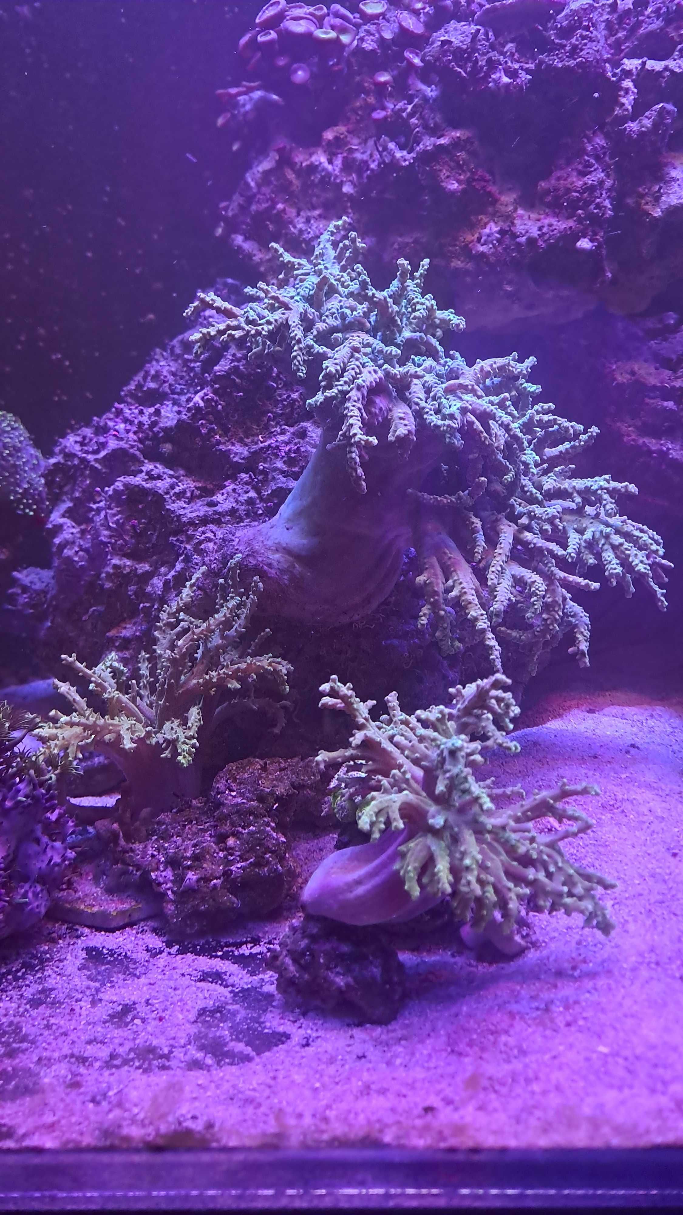 Sinularia morskie akwarium