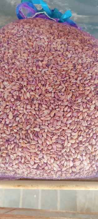 Однозубка Любаша