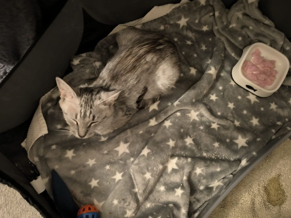Roczna srebrna kotka poleca się do adopcji!