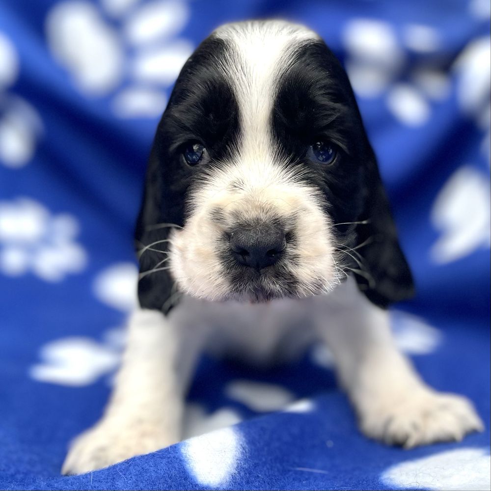 Cocker spaniel angielski szczeniak