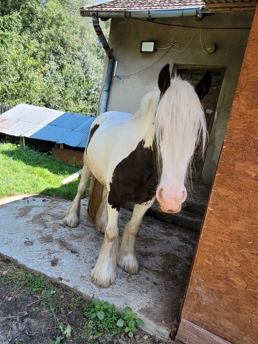Klacz Irish Cob, tinker