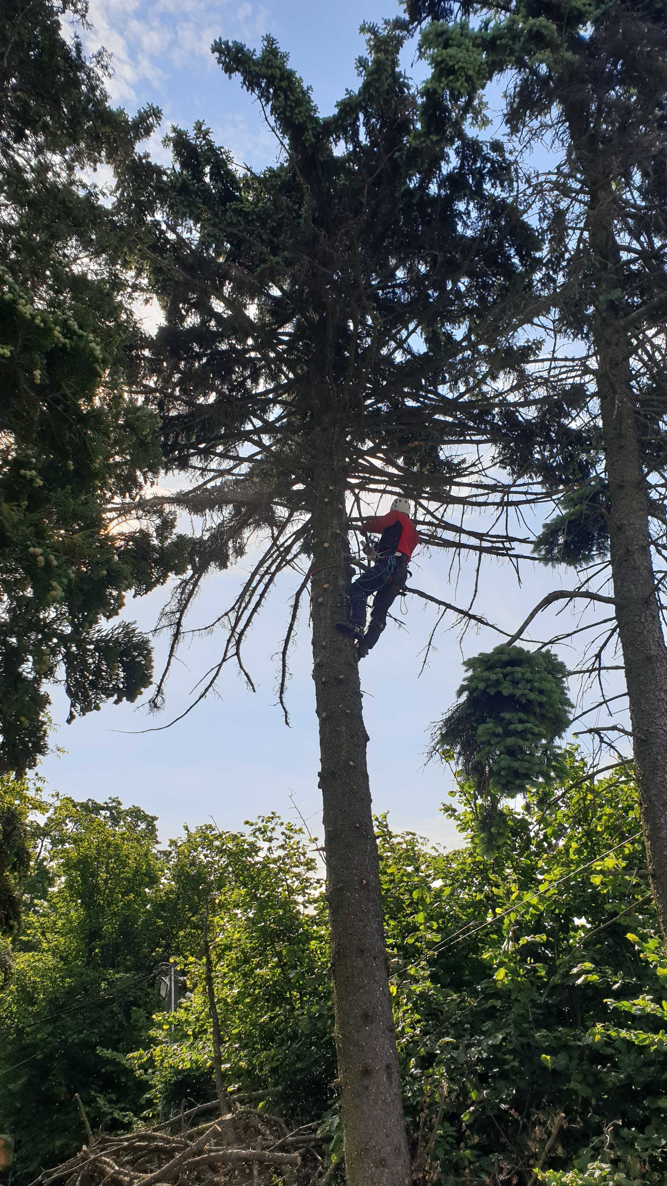 Wycinka alpinistyczna drzew, Pielęgnacja i przycinanie. Rębak