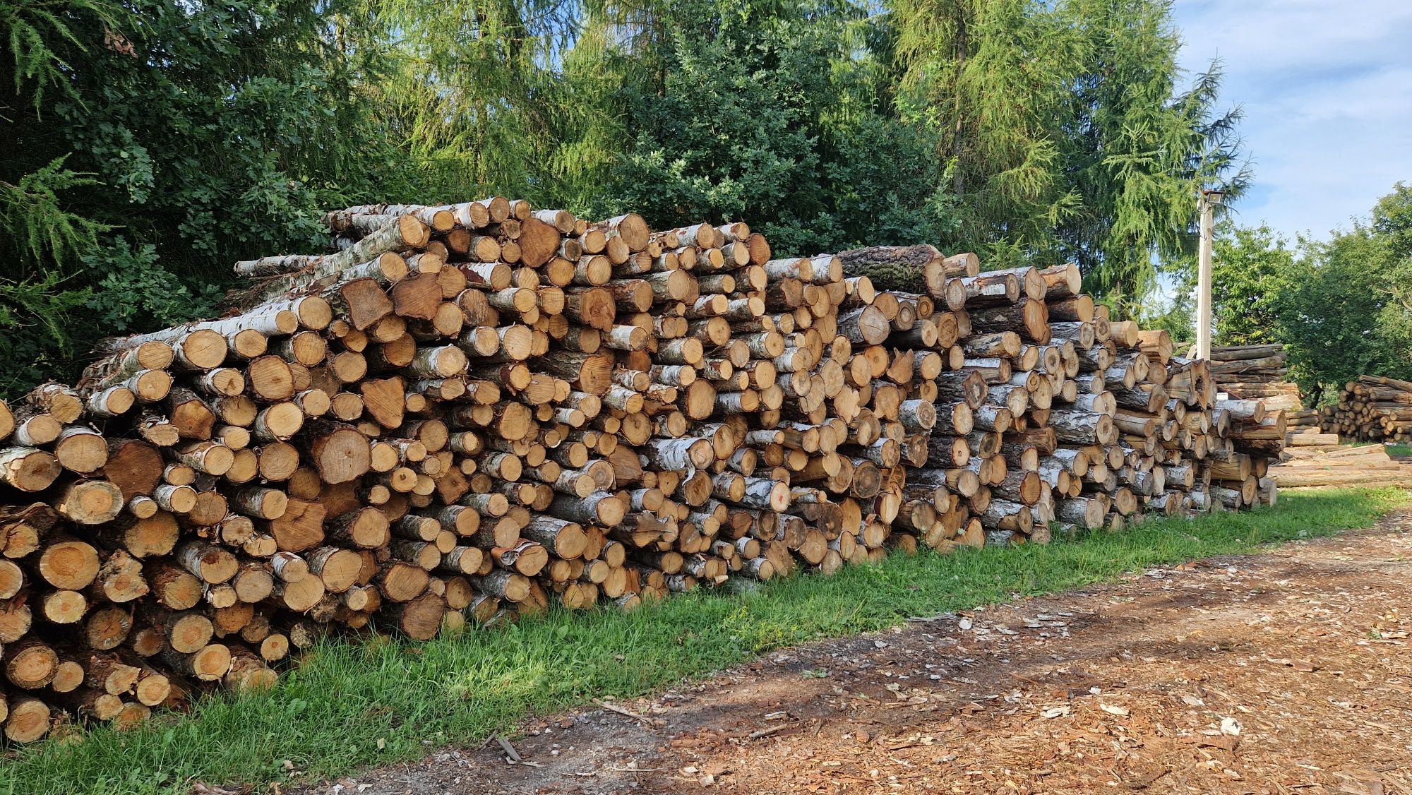 Kłody drewno dąb sosna brzoza drab bug modrzew 2,5m
