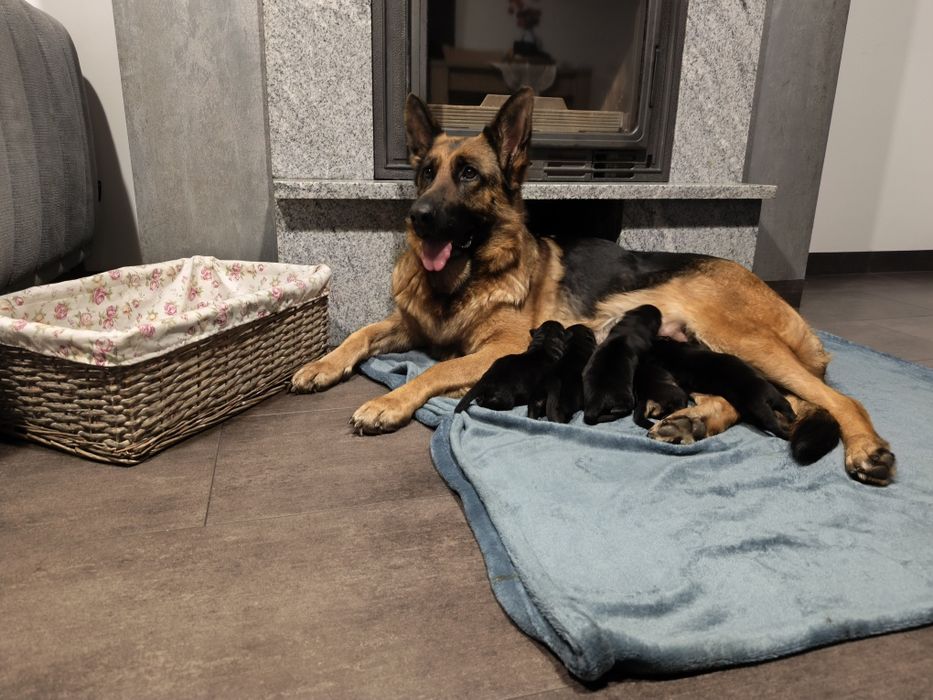 Owczarki Niemieckie krótkowłose – szczeniaki z rodowodem