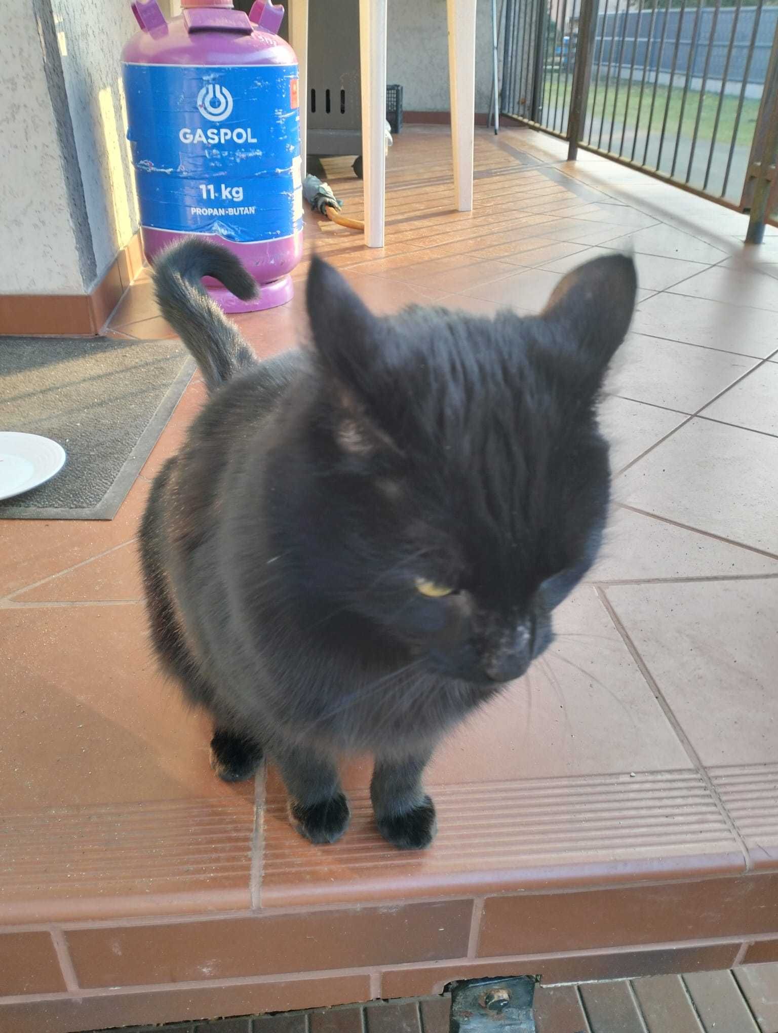 Kotka do adopcji