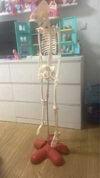Vende se esqueleto  , da coleção nacional geographic.