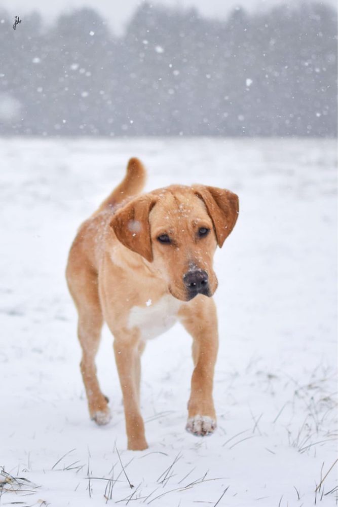 Młody piękny pies w typie labradora do odpowiedzialnej adopcji