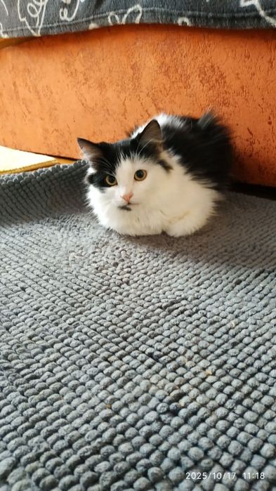 Відам в добрі руки