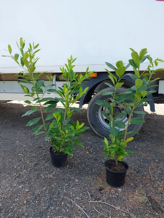 Laurowisnia nowita 60- 120cm hurt/detal