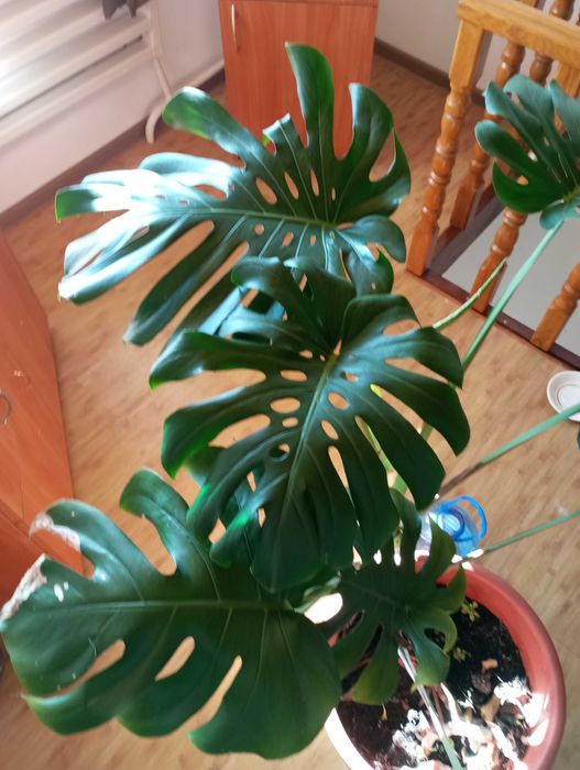 Монстера делікатесна. Monstera Deliciosa