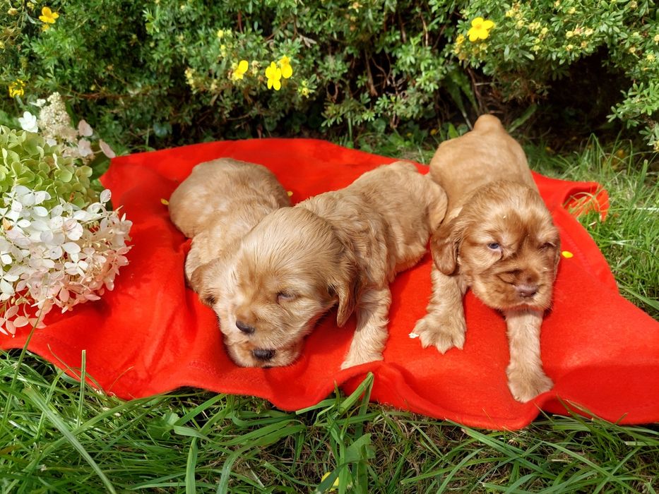 suczka Cocker Spaniel Angielski