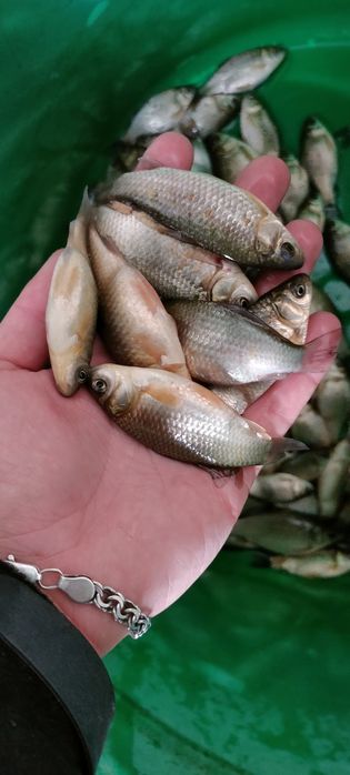 Ставковий карась в наявності живець