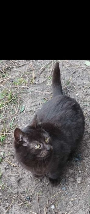 Oddam kotka w dobre ręce