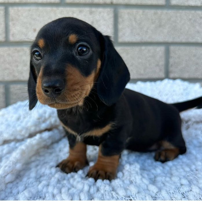 Продається цуценя такси