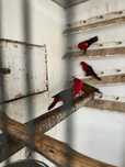 Lorius Garrulus.
