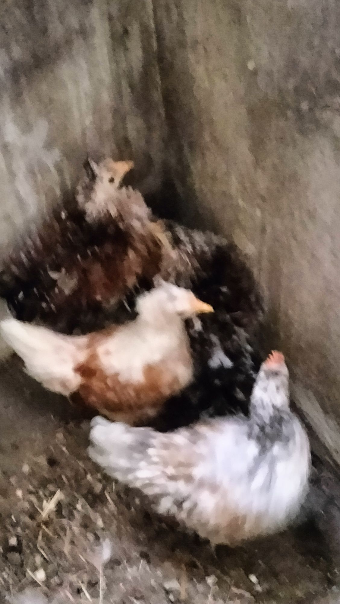 Peniscos/Coquichos com Três meses