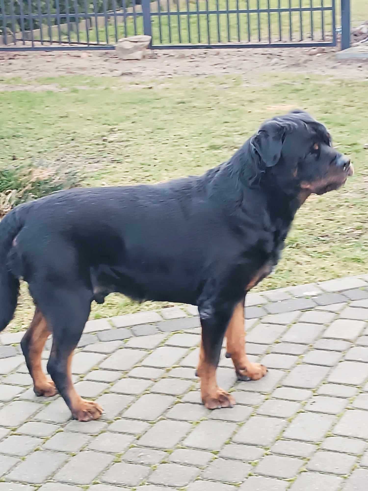 Ottis - rottweiler ideał. Bardzo przyjazny.