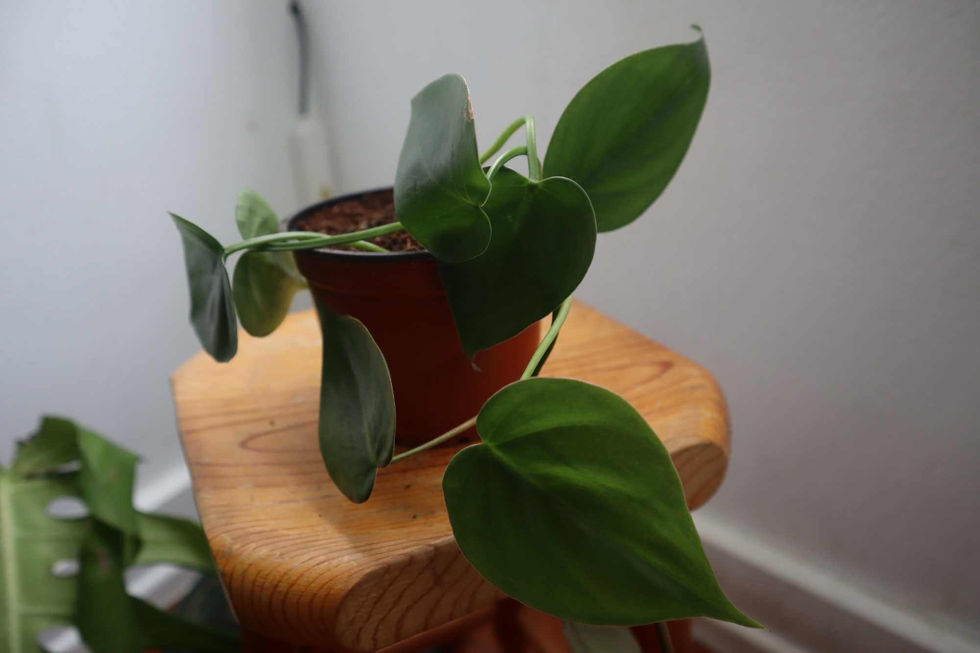 Pothos (Epipremnum aureum), planta jibóia